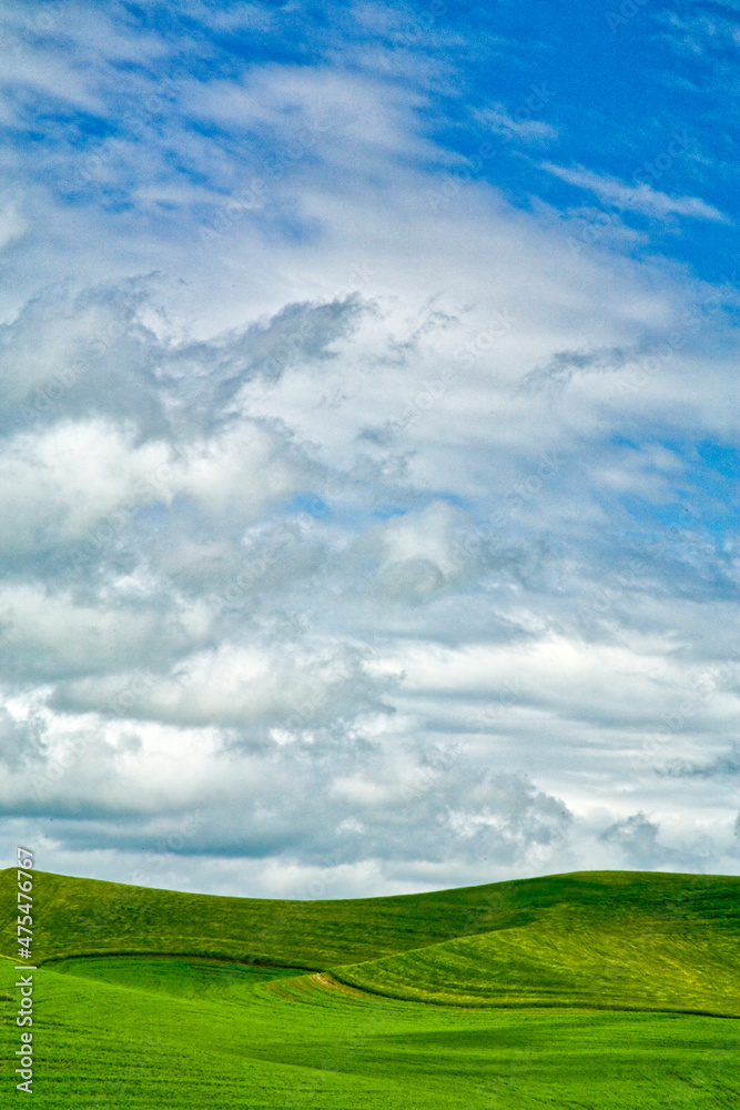 USA, Washington State, Palouse Region, Patterns in the fields of fresh green Spring wheat USA, Washington State, Palouse Region, Patterns in the fields of fresh green Spring wheat