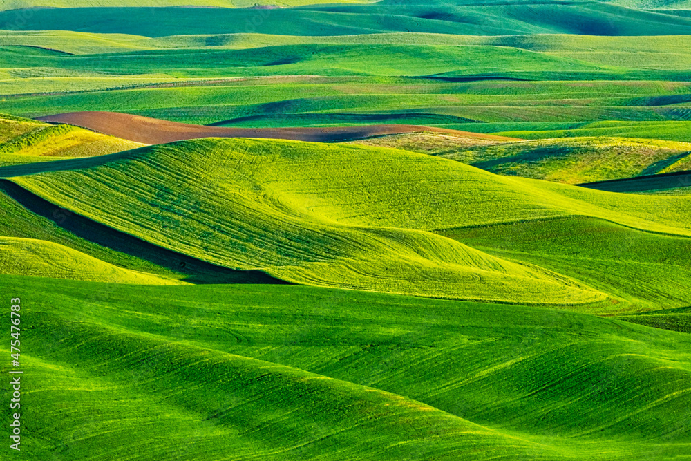 USA, Washington State, Palouse Region, Patterns in the fields of fresh green Spring wheat