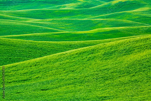 USA, Washington State, Palouse Region, Patterns in the fields of fresh green Spring wheat
