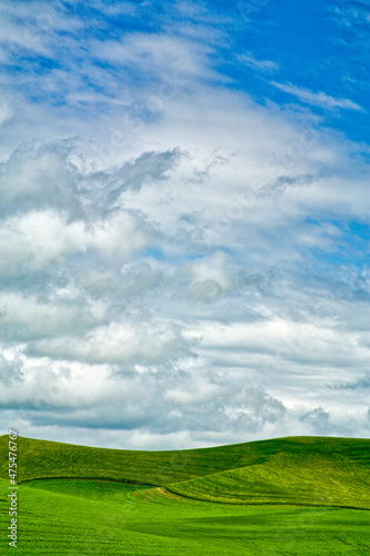 USA  Washington State  Palouse Region  Patterns in the fields of fresh green Spring wheat