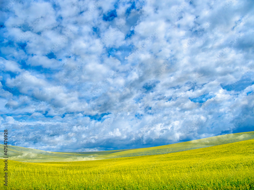 Fototapeta premium USA, Washington State, Palouse, Spring canola field with beautiful clouds