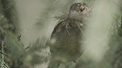 birds collecting hair of a horse for it s nest photo