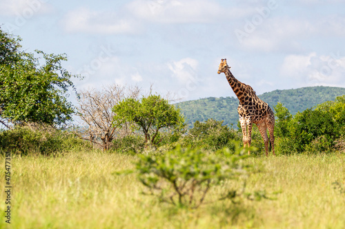 Giraffe walking across the savannah of the Hluhluwe-umfolozi National Park, South Africa