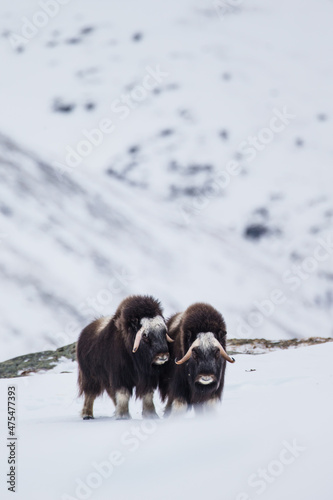 Musk ox walk and feed between the moss-covered rocks in Dovrefjell, Norway