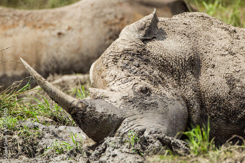 Southern White rhino relaxing in the Hluhluwe-Imfolozi game reserve