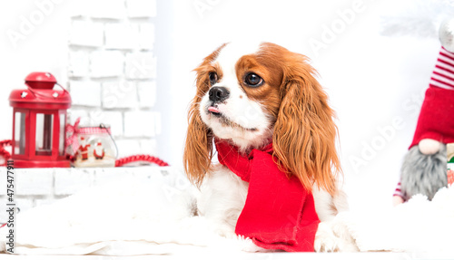 spaniel dog in red scarf on christmas background