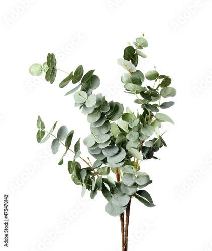 Canvas Print Beautiful fresh baby blue eucalyptus branches on white background