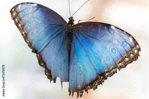 detailed close up of butterfly
