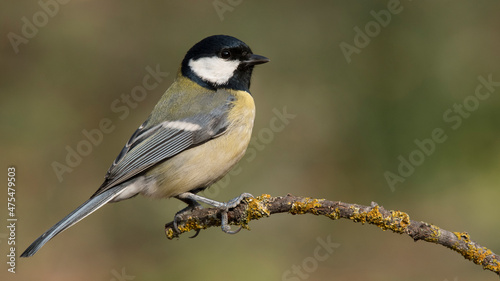 Great Tit and photographer(Great Tit)