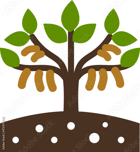 soybean soy icon