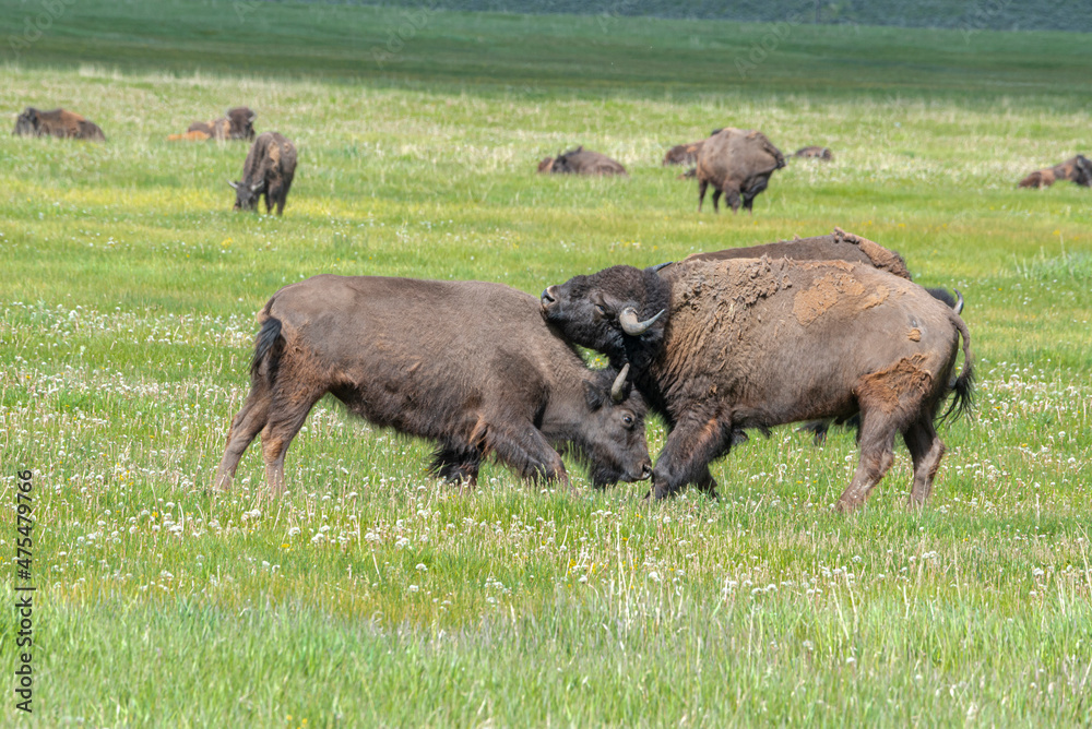 Grand Teton National Park, Bison joust in meadow, Wyoming Grand Teton National Park, Bison joust in meadow, Wyoming