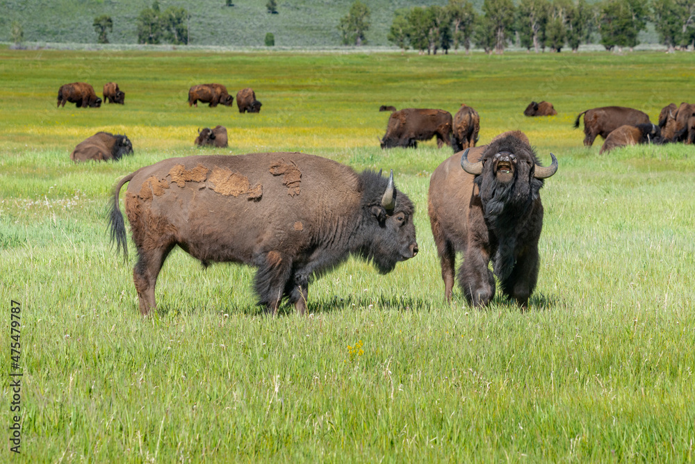 Bison in meadow, Grand Teton National Park, Wyoming