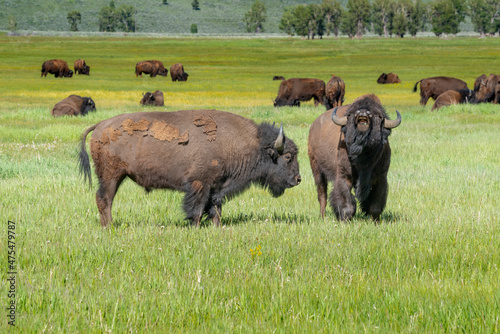 Bison in meadow, Grand Teton National Park, Wyoming