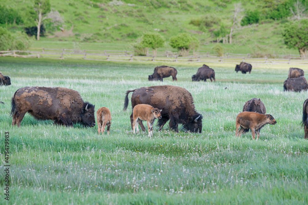 Family of Bison with calf in meadow, Grand Teton National Park, Wyoming