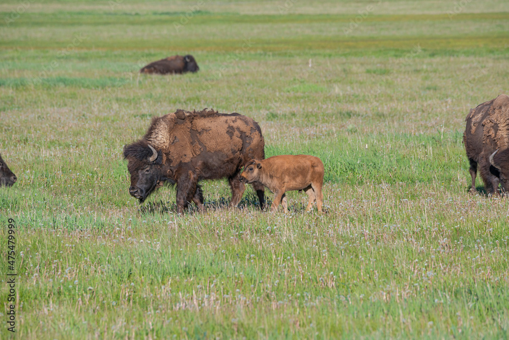 Bison with calf in meadow, Grand Teton National Park, Wyoming Bison with calf in meadow, Grand Teton National Park, Wyoming