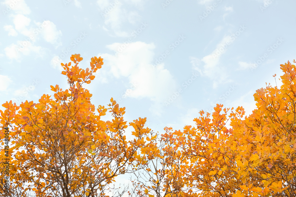Tree branches with beautiful golden leaves against blue sky