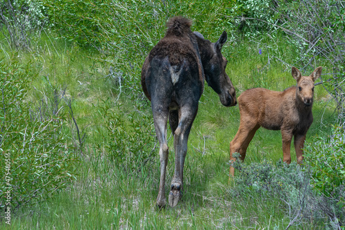 Mother and her newborn moose calf, Grand Teton National Park, Wyoming
