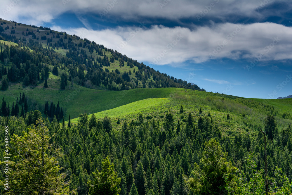 USA, Wyoming. Landscape of evergreen trees and sky
