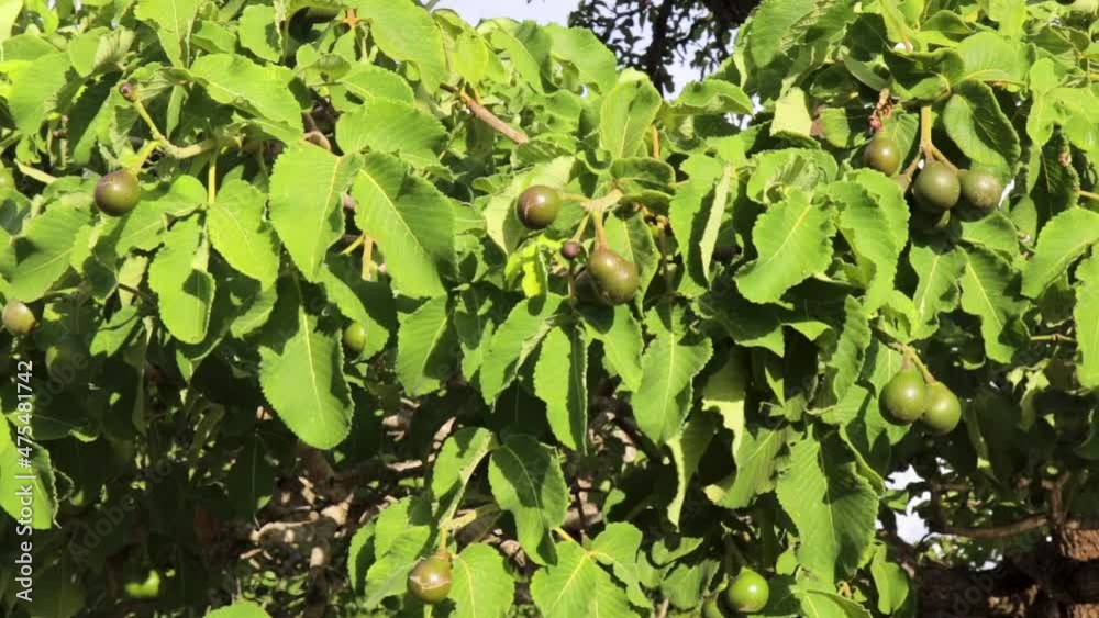 Pequi tree with many young fruits with wind in the leaves, panoramic view. Pequi tree with many young fruits with wind in the leaves, panoramic view.