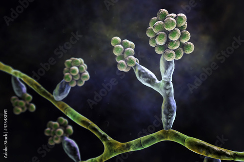 Mould fungi Madurella, 3D illustration photo