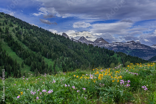 Fototapeta Naklejka Na Ścianę i Meble -  USA, Wyoming. Geranium and arrowleaf balsamroot wildflowers in meadow west side of Teton Mountains