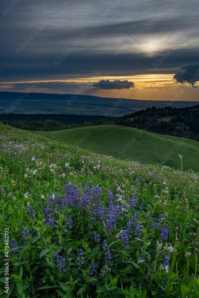 USA, Wyoming. Sunset, wildflowers and view of Teton Valley, Idaho