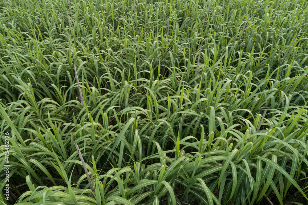 Aerial view of sugarcane plants growing at field Aerial view of sugarcane plants growing at field