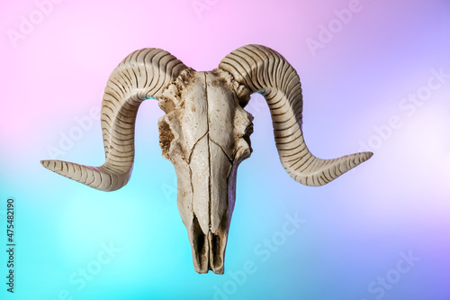 Skull of sheep on color background