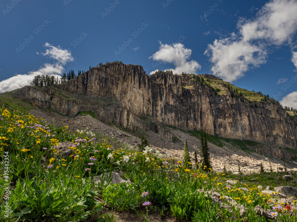 USA, Wyoming. Wildflowers including Columbine and Aster, South Leigh Canyon and Jedediah Smith Wilderness, Teton Mountains.