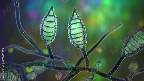 Microscopic fungi Microsporum canis, scientific 3D illustration photo