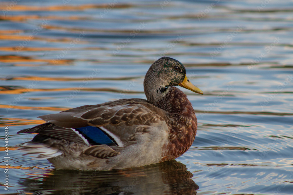 Wild duck on the river Wild duck on the river