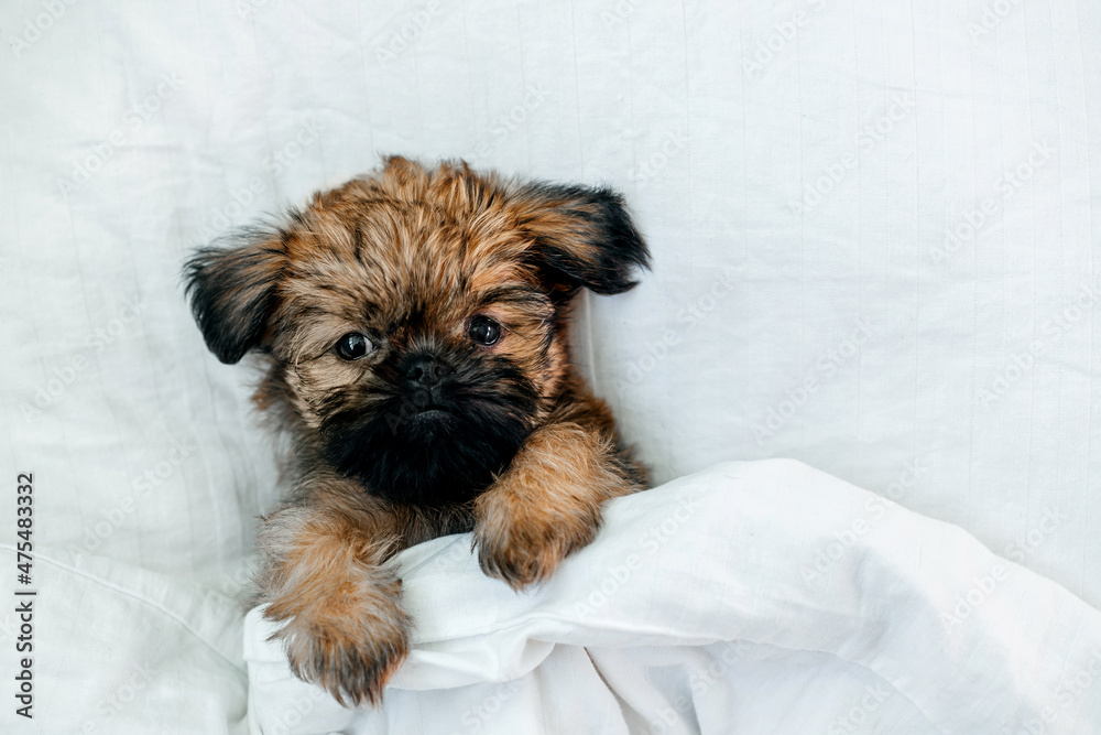 a sleeping newborn Brussels Griffon puppy of red color lies under a white blanket with closed eyes. High quality photo a sleeping newborn Brussels Griffon puppy of red color lies under a white blanket with closed eyes. High quality photo