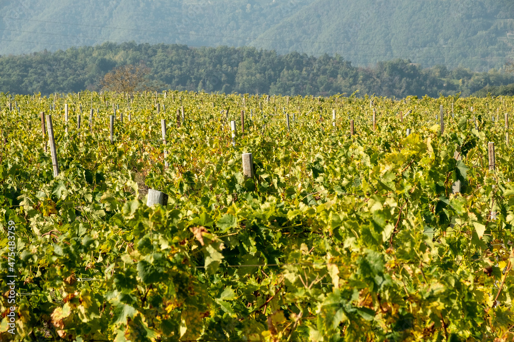 The hills full of vineyards of Santo Stefano Belbo, the area of Muscat wine in Piedmont, immediately after the harvest in autumn The hills full of vineyards of Santo Stefano Belbo, the area of Muscat wine in Piedmont, immediately after the harvest in autumn