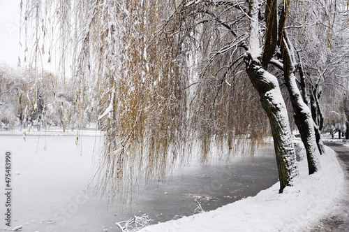 Winter pond in the city park