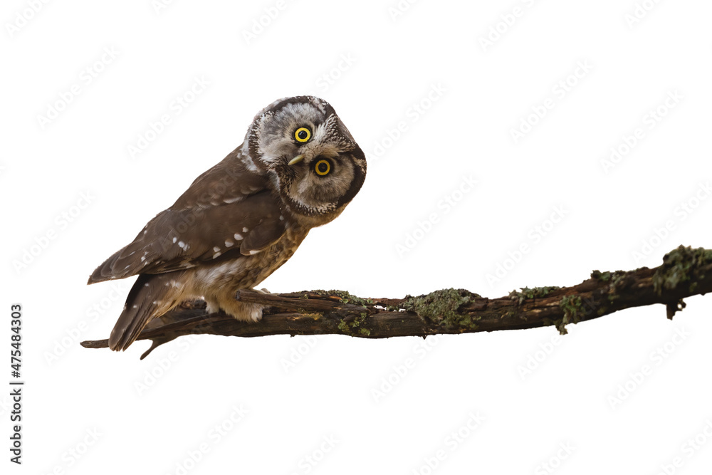 Alert boreal owl, aegolius funereus, staring on branch isolated on white background. Attentive bird of prey looking on bough cut out on blank. Little hunter watching bulging eyes with copy space.