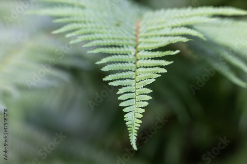 Beautyful ferns leaves green foliage natural floral fern soft background. High quality photo