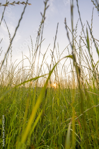 Autumn wildflowers blowing in the wind at sunset . High quality photo photo