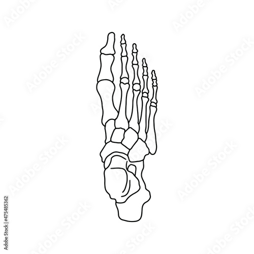 The skeleton of the human foot from above. Drawn by lines on white background. Vector Stock illustration.