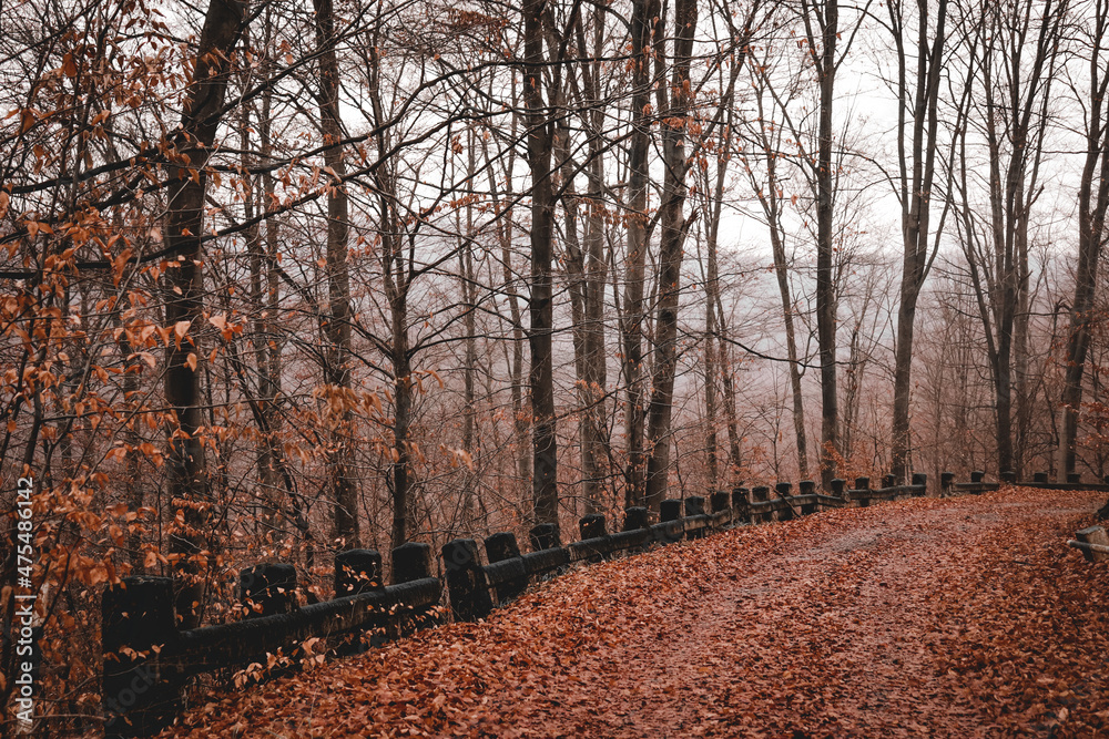 path in the dark forest, rainy autumn day, fog, mystery, silence, calm, meditation