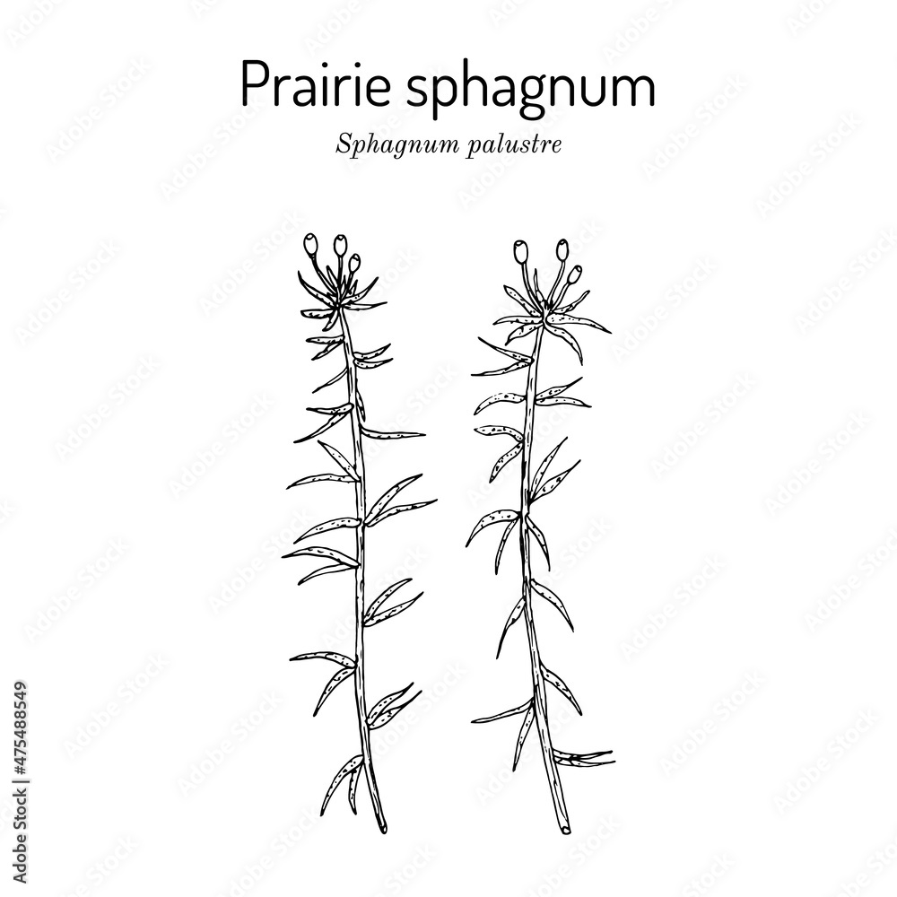 Naklejka premium Prairie sphagnum or blunt-leaved bogmoss Sphagnum palustre , medicinal plant