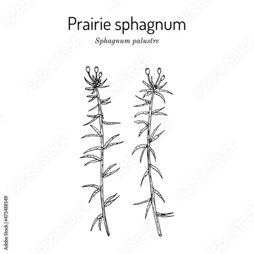 Fototapeta Naklejka Na Ścianę i Meble -  Prairie sphagnum or blunt-leaved bogmoss Sphagnum palustre , medicinal plant
