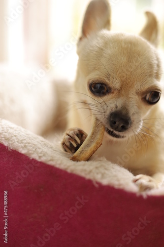 Closeup portrait of small funny beige mini chihuahua dog  puppy eating bone