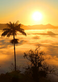 coqueiro com mar de nuvens ao fundo durante amanhecer em jaraguá do Sul, Santa Catarina 