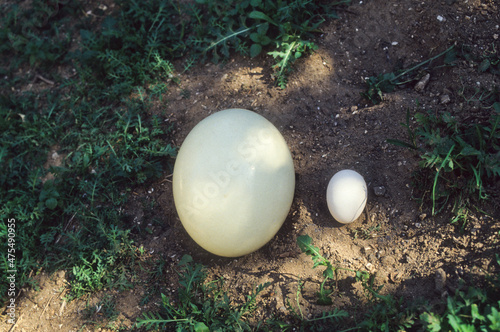 Ostrich egg and chicken egg photo