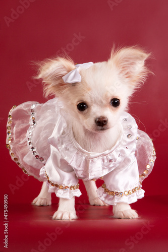 Puppy Chihuahua in a white dress on a burgundy background.