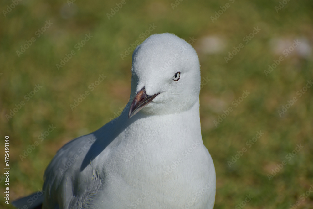 Young red-billed gull on green grass portrait