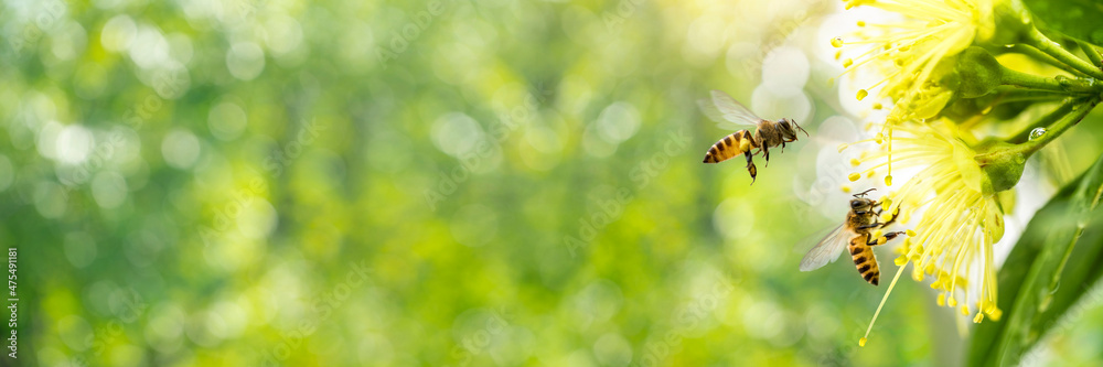 Bees collecting pollen at yellow flower over green natural garden Blur background, Bee flying over the yellow flower in blur background. - obrazy, fototapety, plakaty 