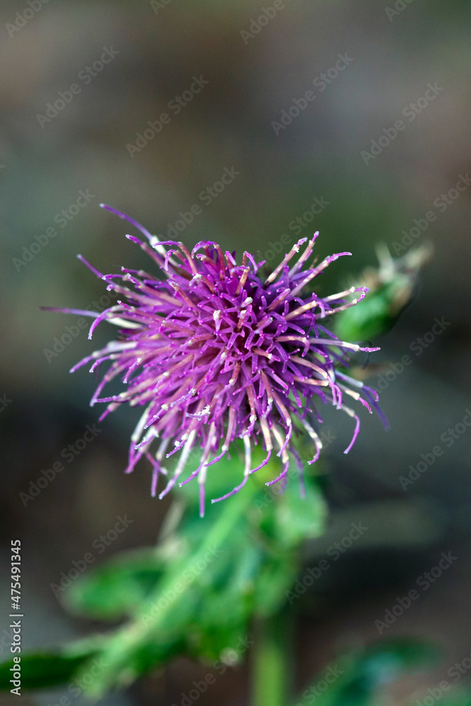 Native Thistle flower close up photograph Native Thistle flower close up photograph