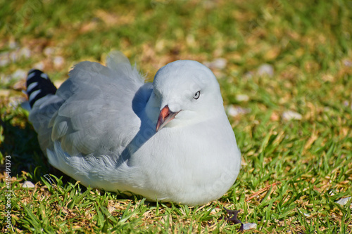 Young red-billed gull on green grass with half turned head photo