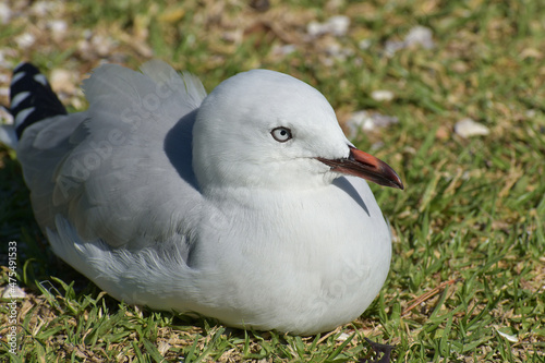 Red-billed gull chick sitting on green grass photo